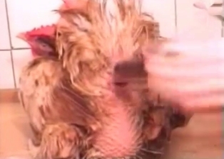 Cock nicely fucked with a sex toy