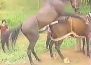 Horses fuck on cam in doggy style pose