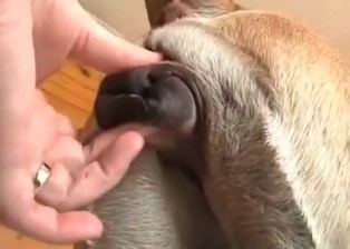 Unforgettable dog lover fingers dog ass