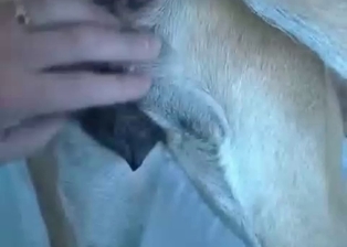Unforgettable dog lover fingers dog ass