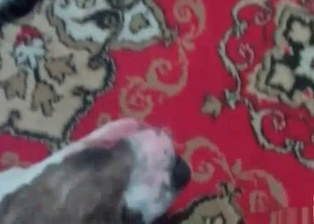 Whore gets knocked by trained pup