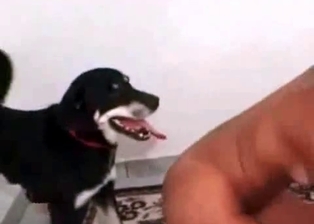 Sexy bitch and cute pet in bestiality porn
