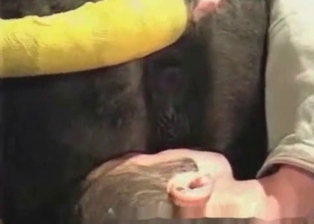 Man zoophile gives his horse a rimjob