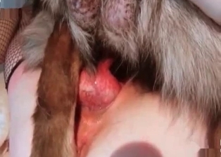 Zoo slut drilled by her trained pet