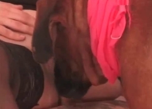 Dog eats her hole with passion and love