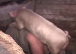 Man gets anally banged by a pig