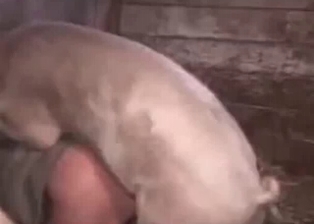 Man gets anally banged by a pig