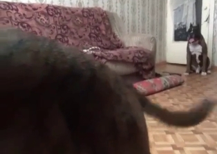 Owner gets banged by doggy