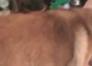 Amateur desires pooch prick