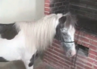 Latino and a big stallion ass
