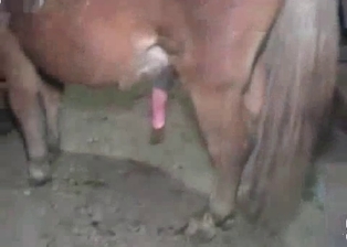 Horse with insanely massive hard dick