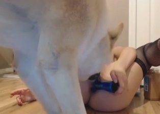 Dog licks her juicy twat with passion