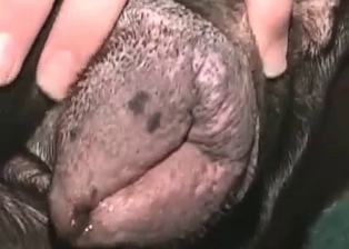 Hard dick for a perfect Doberman