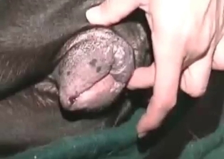 Hard dick for a perfect Doberman