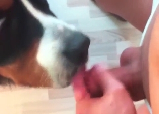 Dog licks my hard cock with love