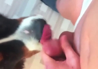 Dog licks my hard cock with love