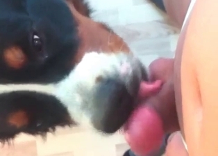 Dog licks my hard cock with love