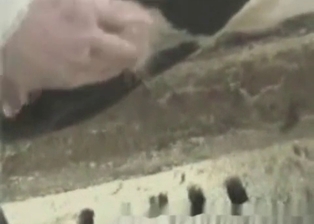 Cute cow in amateur farm bestiality