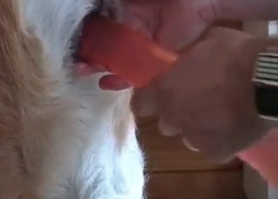 Dildo is a good toy for a doggy
