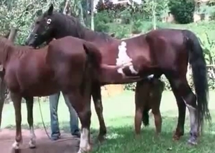 Sexy lady gets penetrated by pony