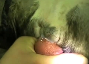 Slowly screwing my doggy anus in POV