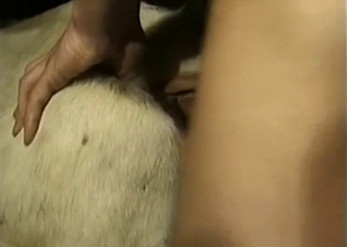 White pony got nicely drilled from behind