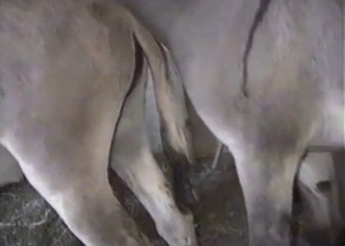 Horses fuck in the barn in close-up shot