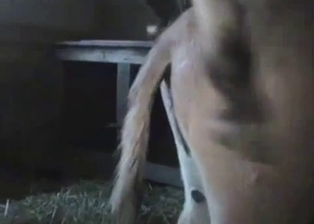 Horses fuck in the barn in close-up shot