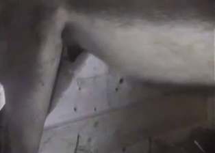 Horses fuck in the barn in close-up shot