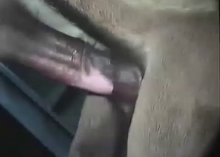 Horses fuck in the barn in close-up shot