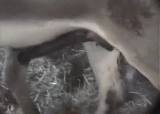 Horses fuck in the barn in close-up shot