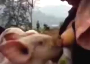 Woman is going to get her tits sucked by pigs