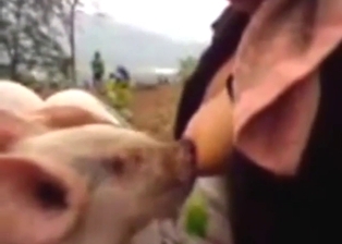 Woman is going to get her tits sucked by pigs