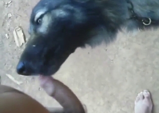 Sexed-up black dog is going to show what it does