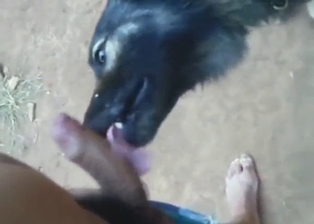 Sexed-up black dog is going to show what it does