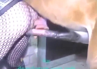 Doggystyle banging with a horny zoophile here