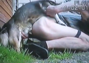 Slutty guy taking a dog's dick from behind deep