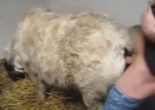 Mare fucking scene with deliberate, sexy thrusts