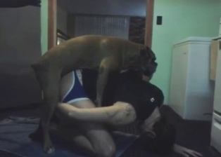 Boxer breeding that hole because it's so primal