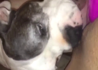 Dog is going to give intense oral in a POV scene