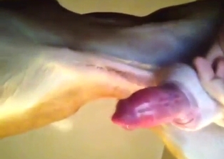 Lucky dog gets jerked off by a horny motherfucker