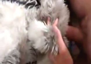 Husky's hot vag is played with in a kinky vid