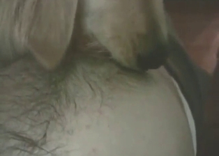 Chest of a sexy zoophile licked by a horny dog