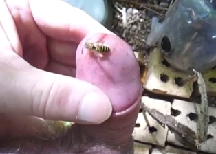 Bee is going to be making his dick even harder