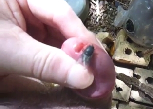 Bee is going to be making his dick even harder