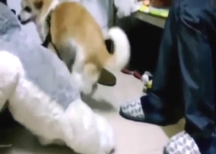 Dog is going to jerk off like mad in a hot scene