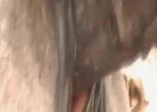 Amazing fuck scene with a mare and stallion