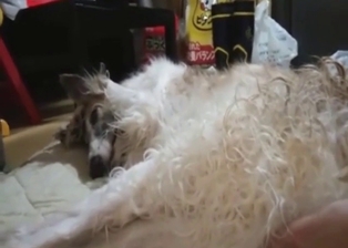 Fingering building up to hotter fucking for pet