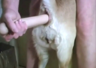 Dildo anal as foreplay for hot bestiality sex