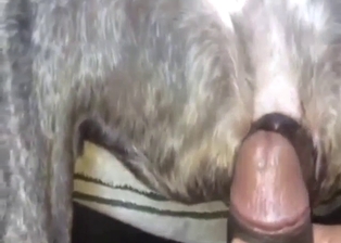 POV zoo XXX fuck with a skinny dog taking it